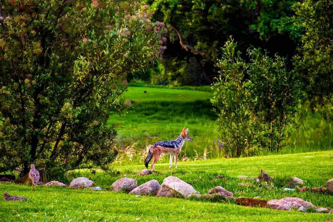 Photo of Outdoor in Greater Johannesburg Metropolitan Area