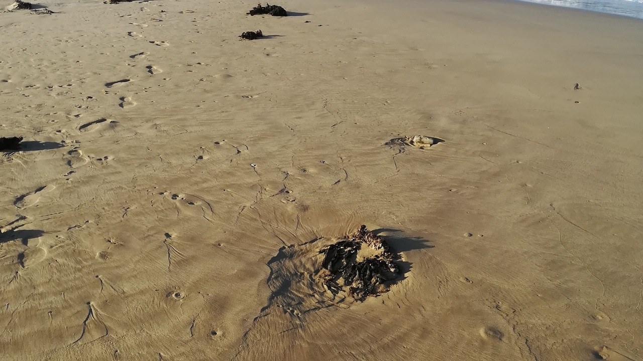 Photo of Others in Kayserʼs Beach