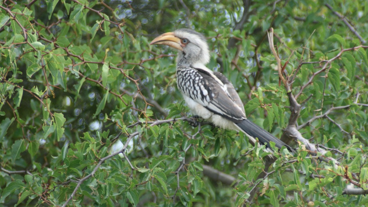 Photo of Others in Hoedspruit
