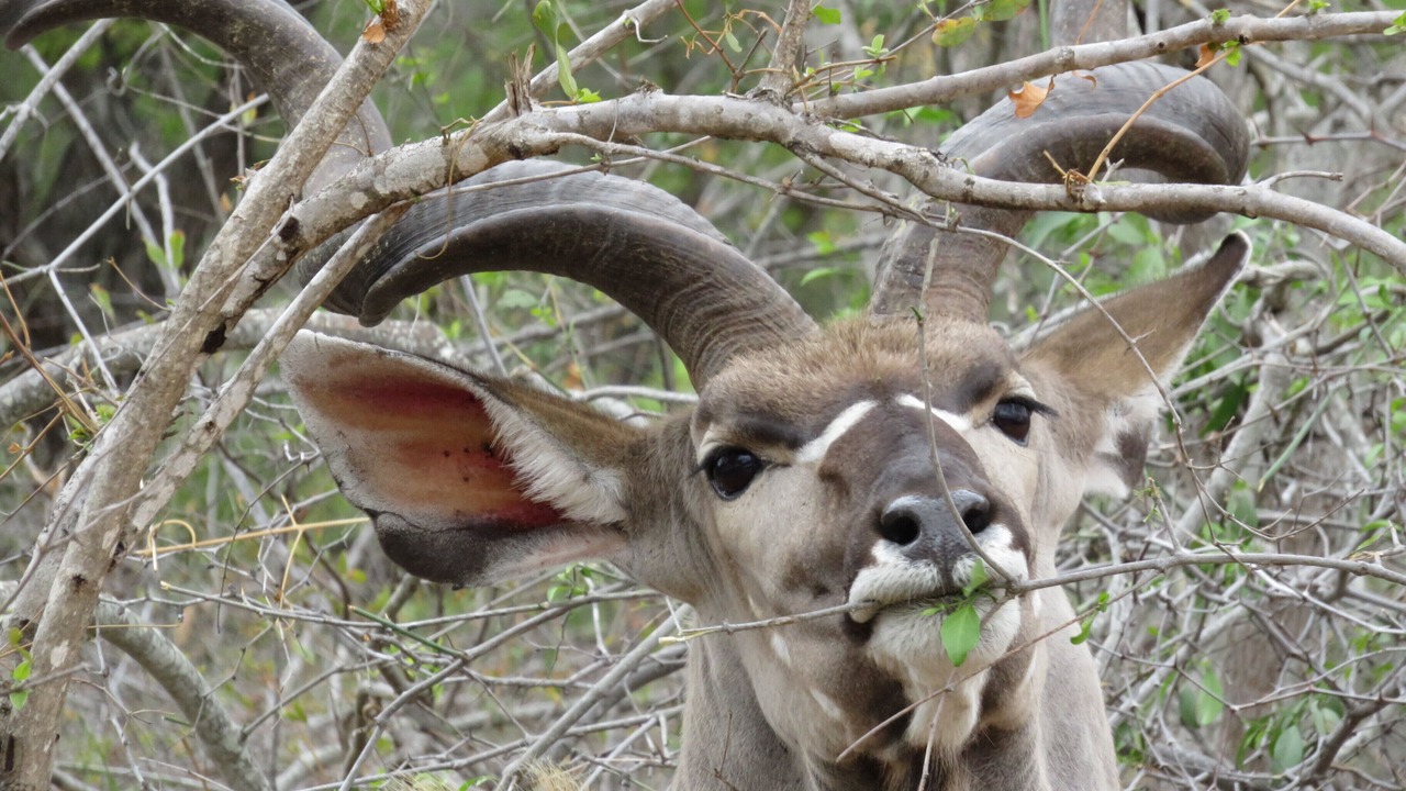 Photo of Others in Hoedspruit