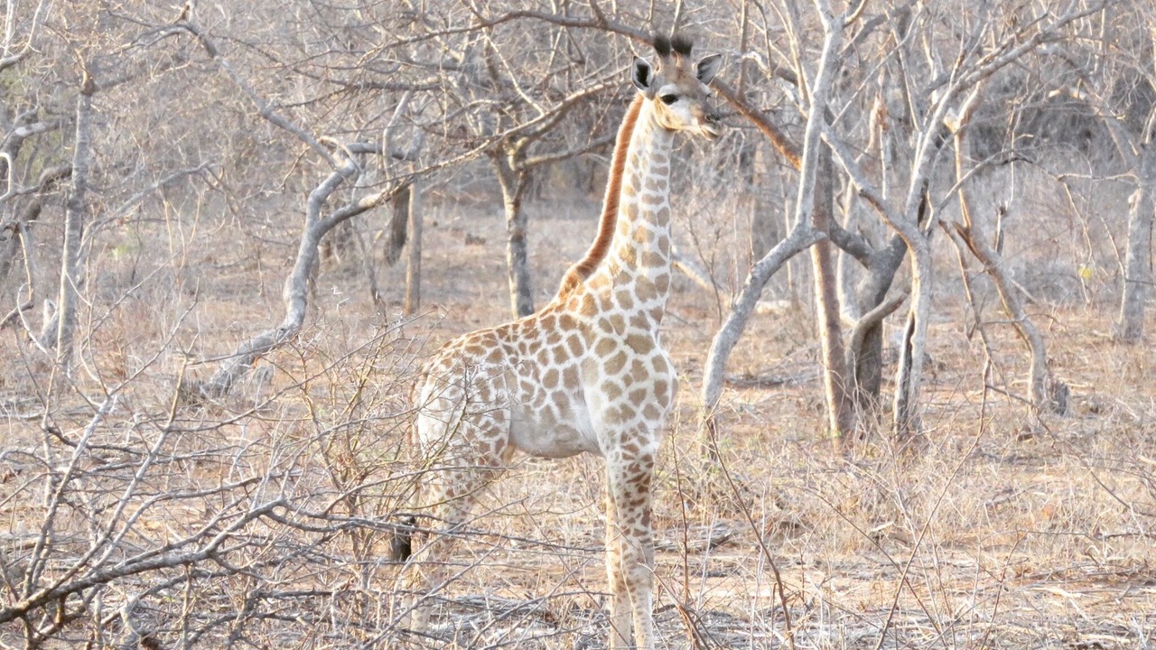 Photo of Others in Hoedspruit