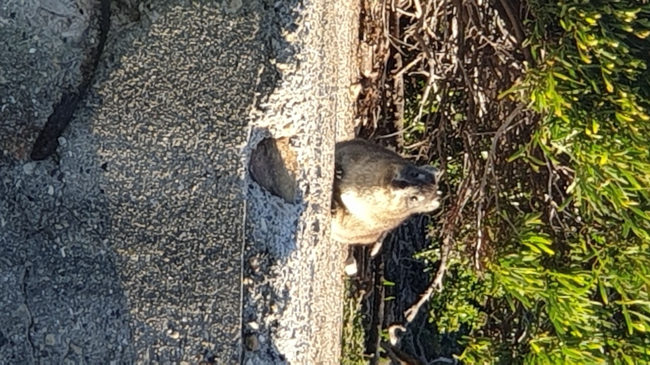 Photo of Others in Betty's Bay