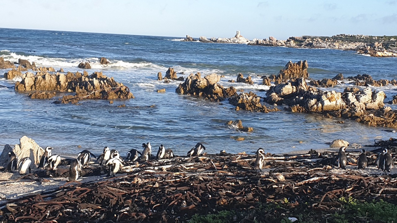 Photo of Others in Betty's Bay