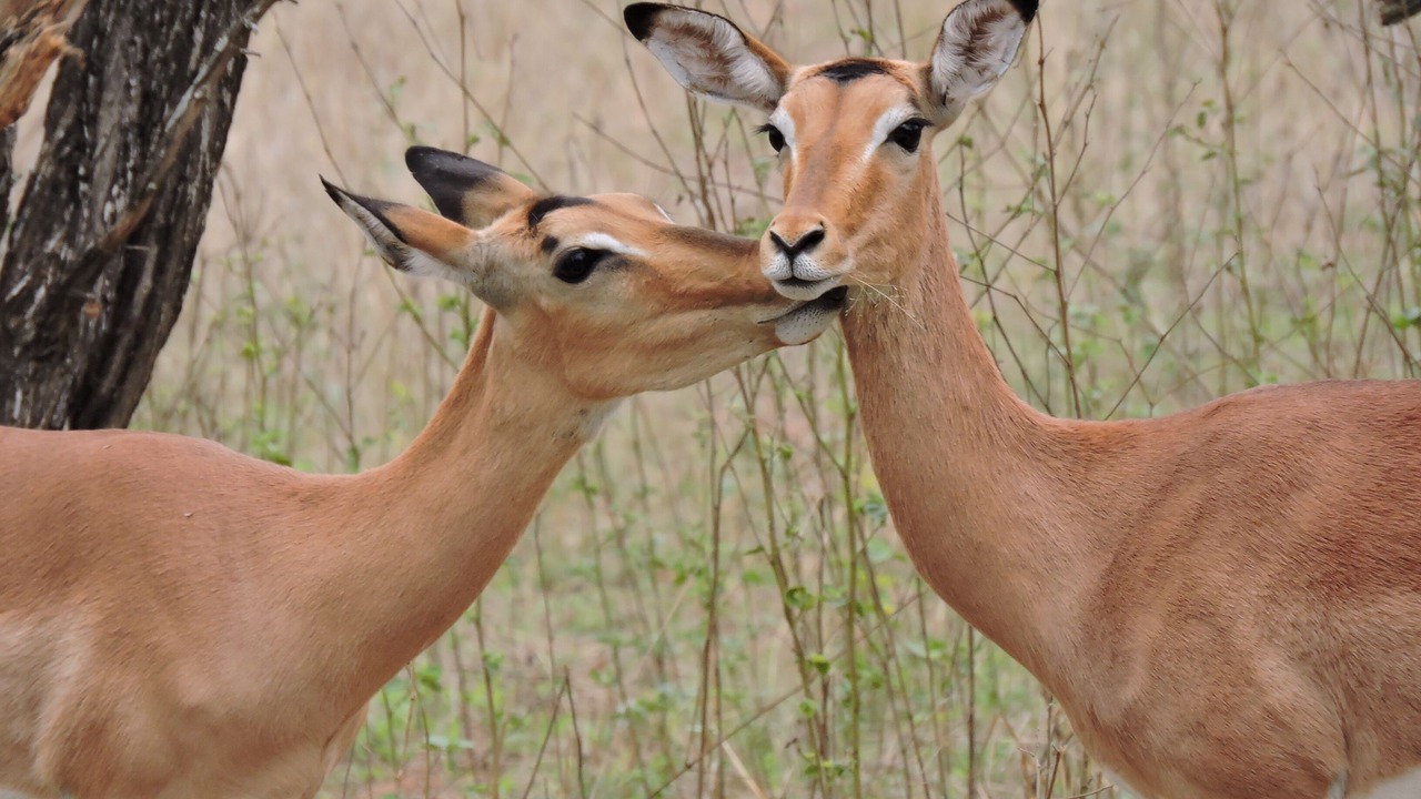Photo of Others in Marloth Park