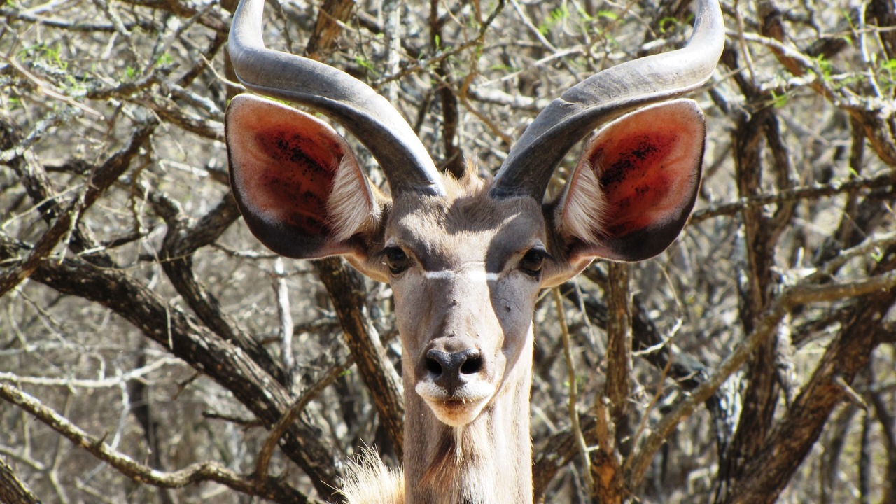 Photo of Outdoor in Marloth Park