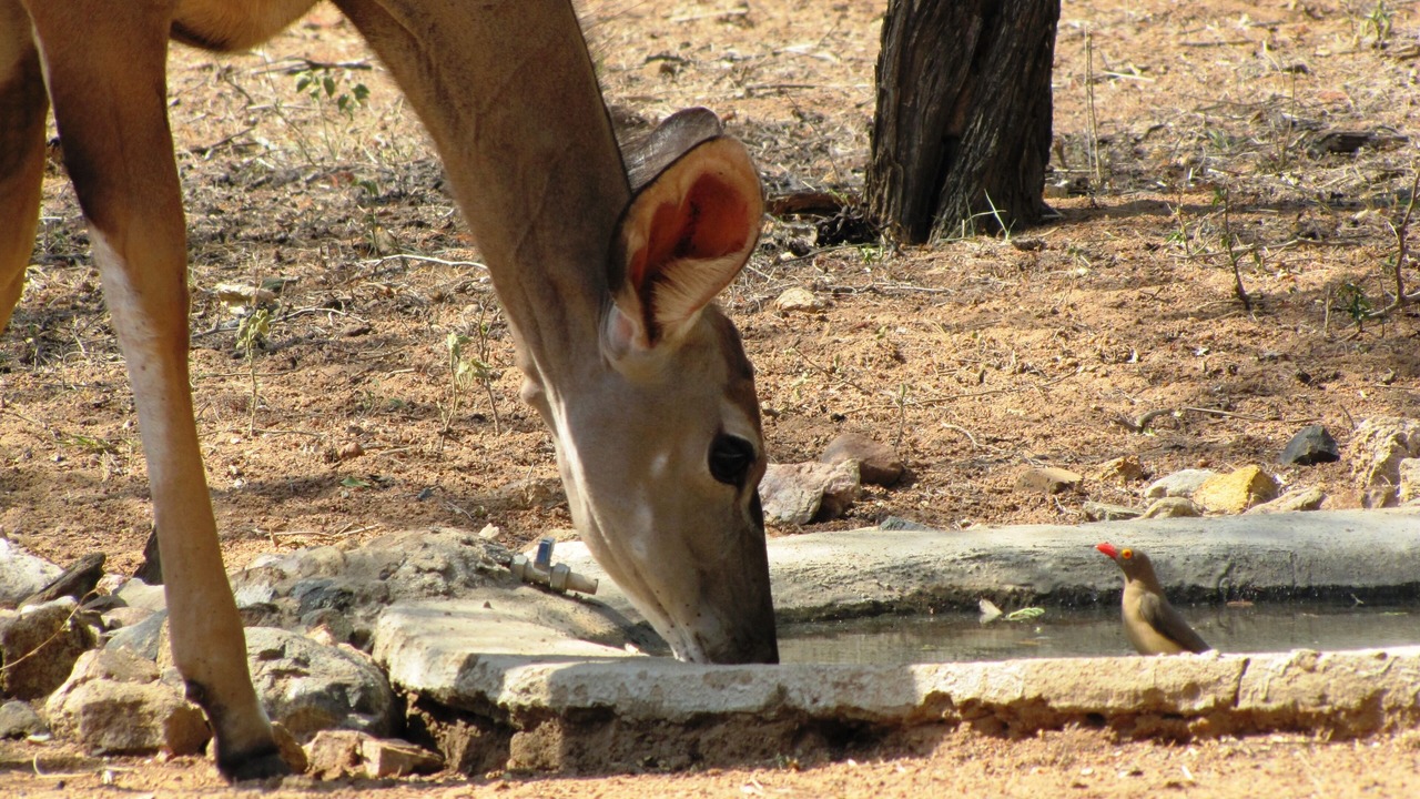 Photo of Others in Marloth Park