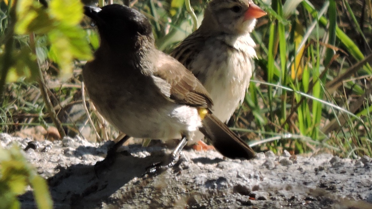 Photo of Outdoor in Marloth Park