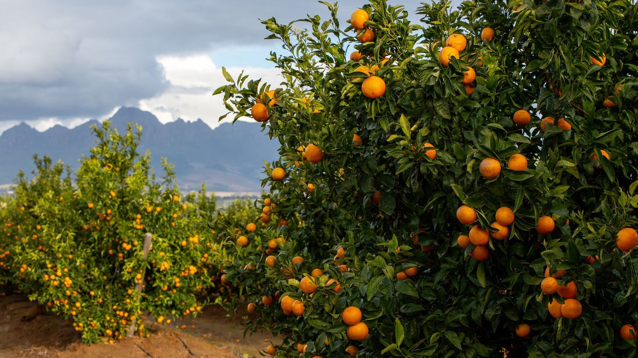 Photo of Outdoor in Stellenbosch