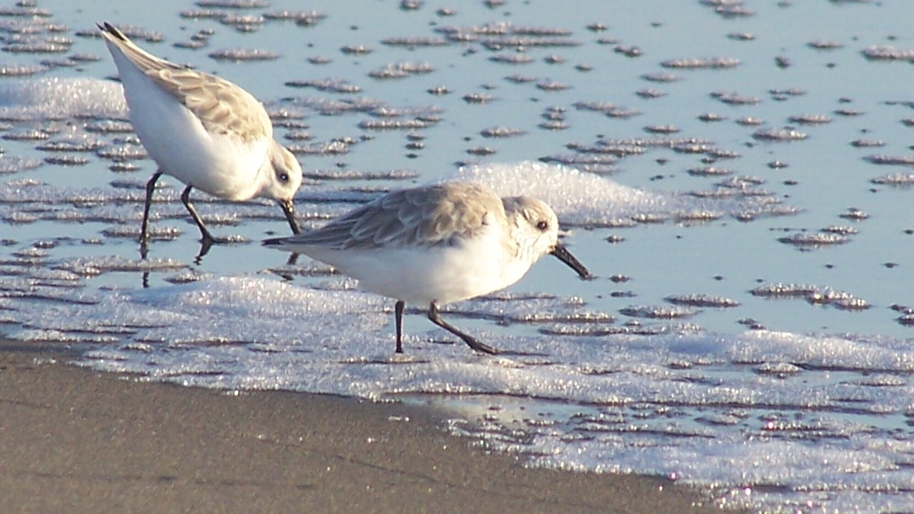 Photo of Others in Pajaro Dunes