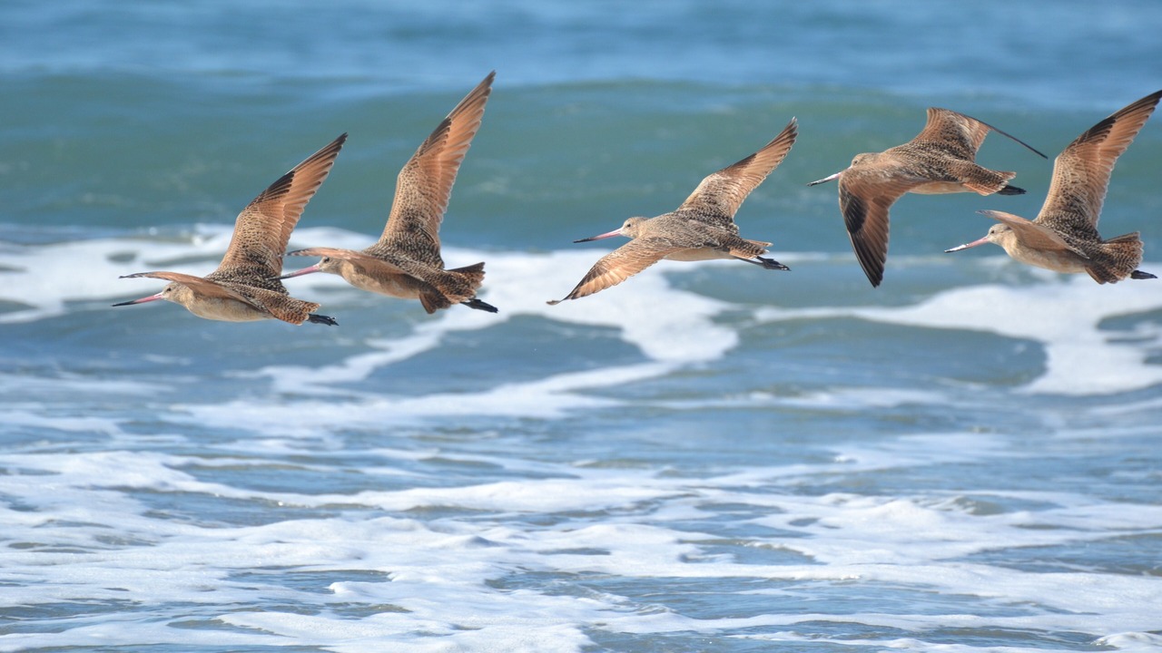 Photo of Others in Pajaro Dunes