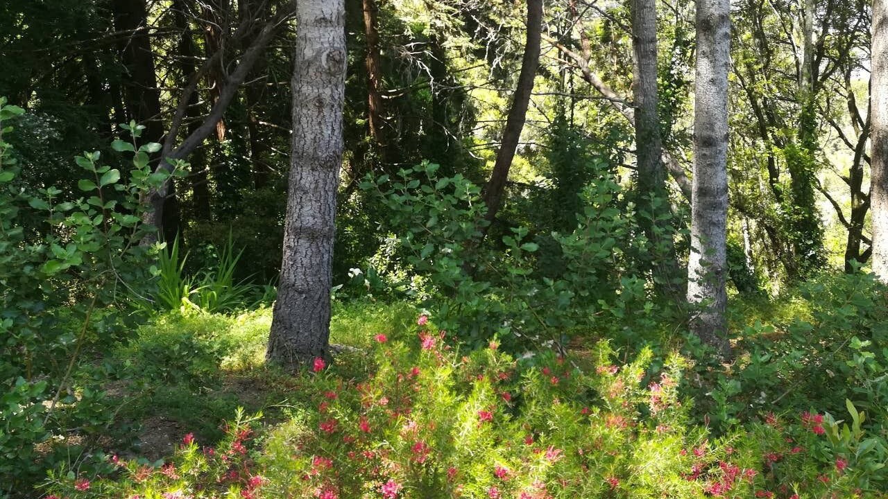 Photo of Outdoor in Aptos