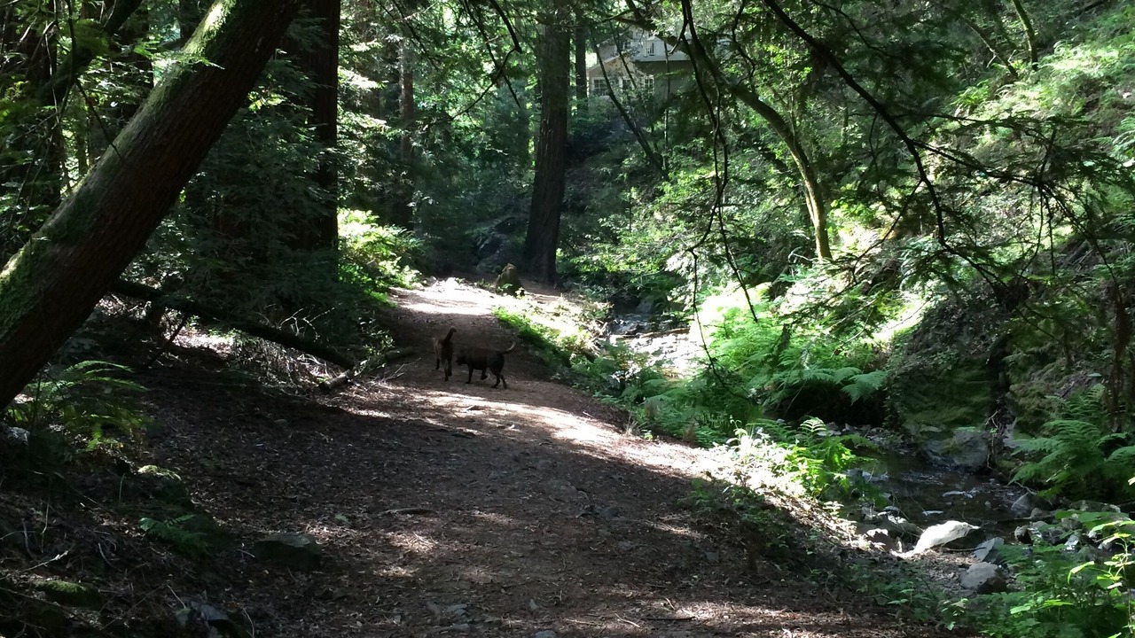 Photo of Outdoor in Tamalpais-Homestead Valley