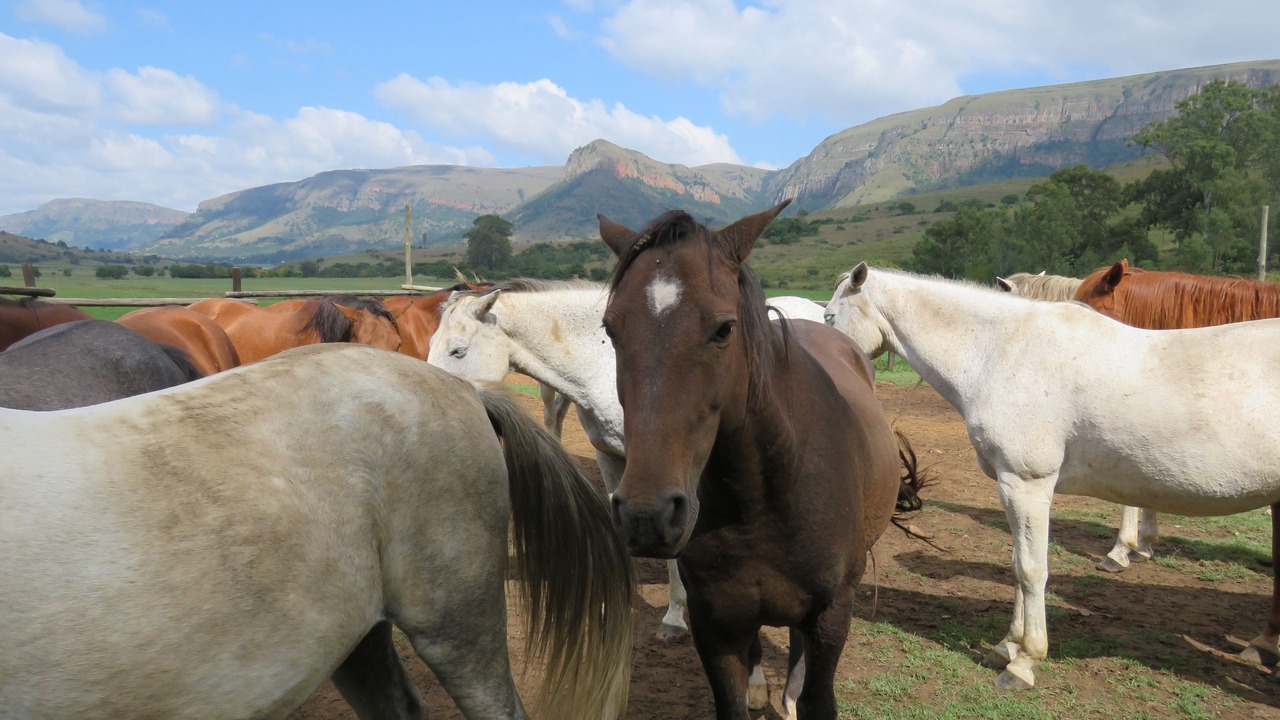 Photo of Outdoor in Lydenburg