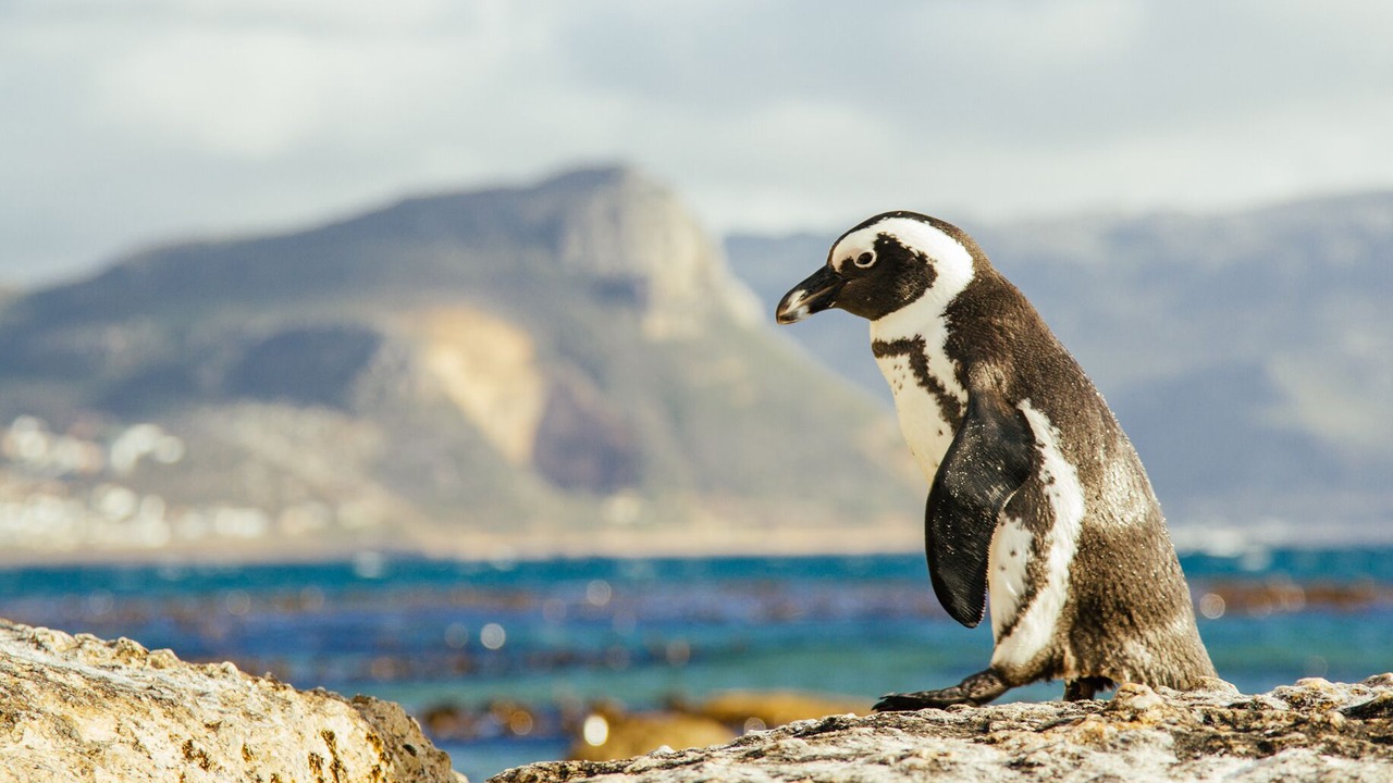 Photo of Others in Cape Town City Centre