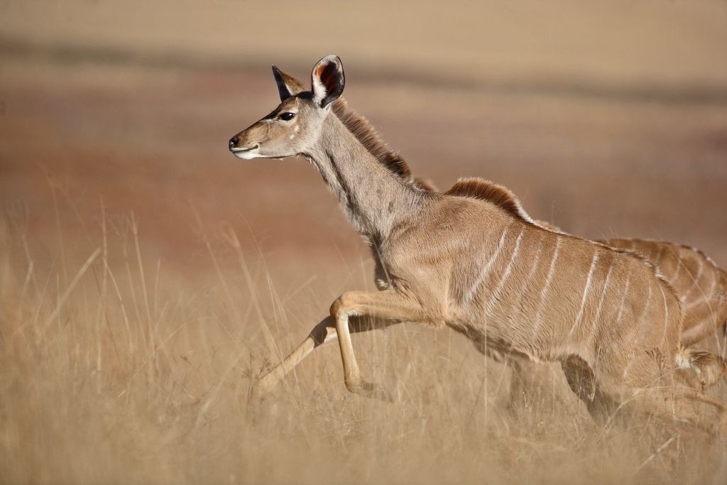 Photo of Others in Bronkhorstspruit