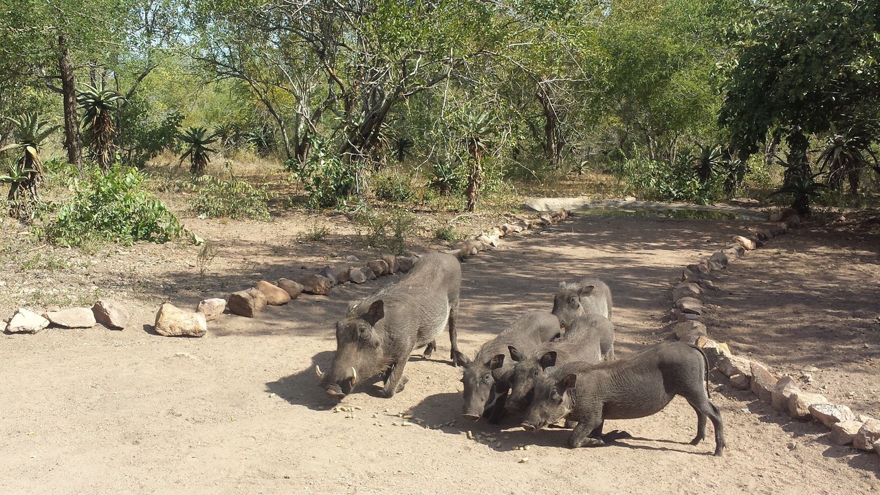 Photo of Outdoor in Marloth Park