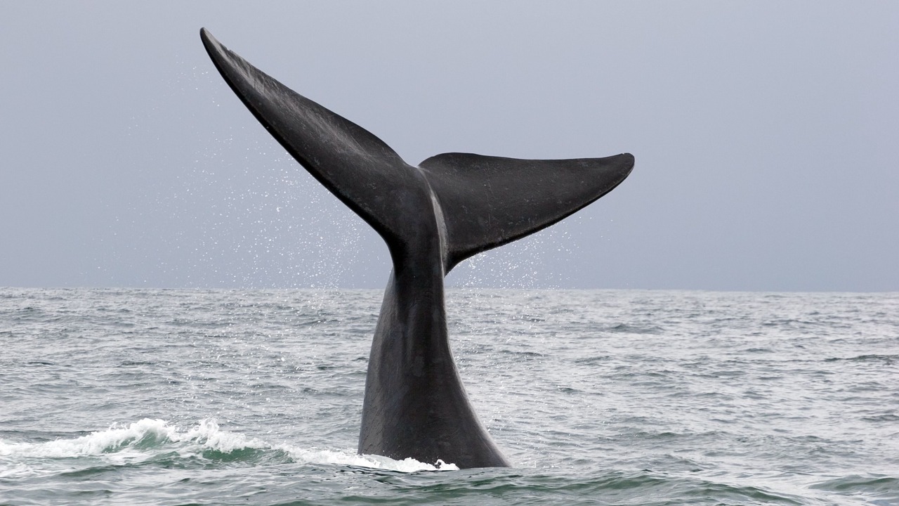 Photo of Others in Van Dyks Bay