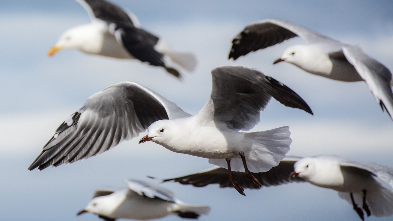 Photo of Others in Van Dyks Bay