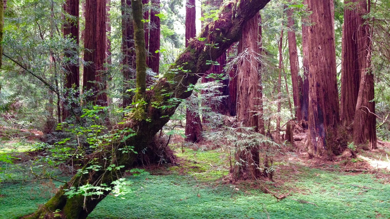 Photo of Others in Mill Valley