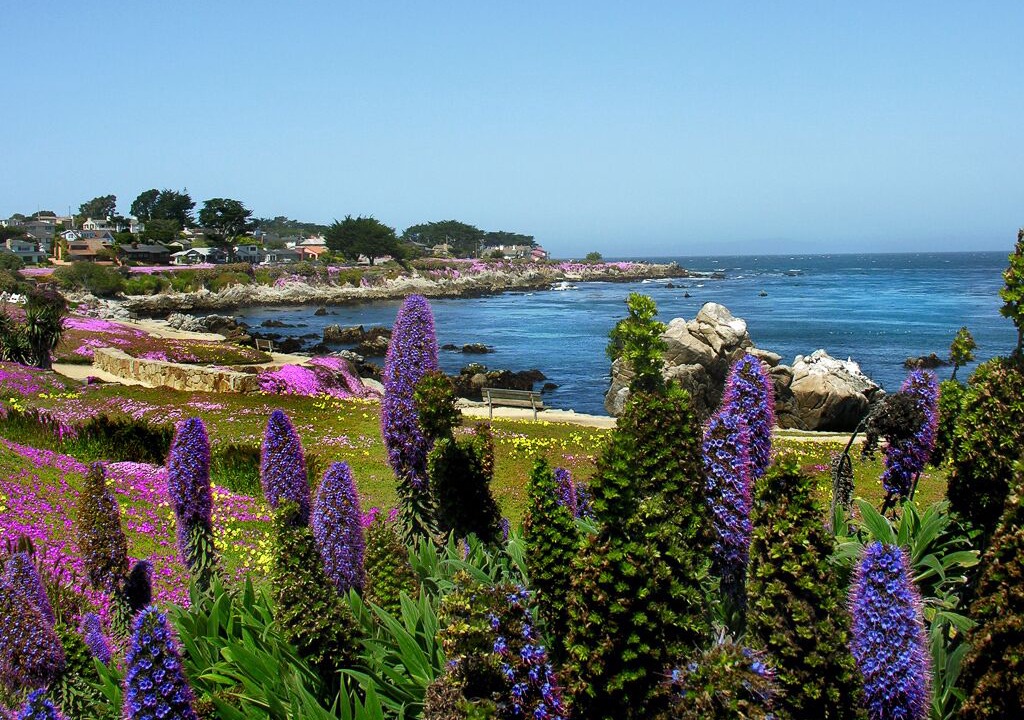 Photo of Others in Pacific Grove