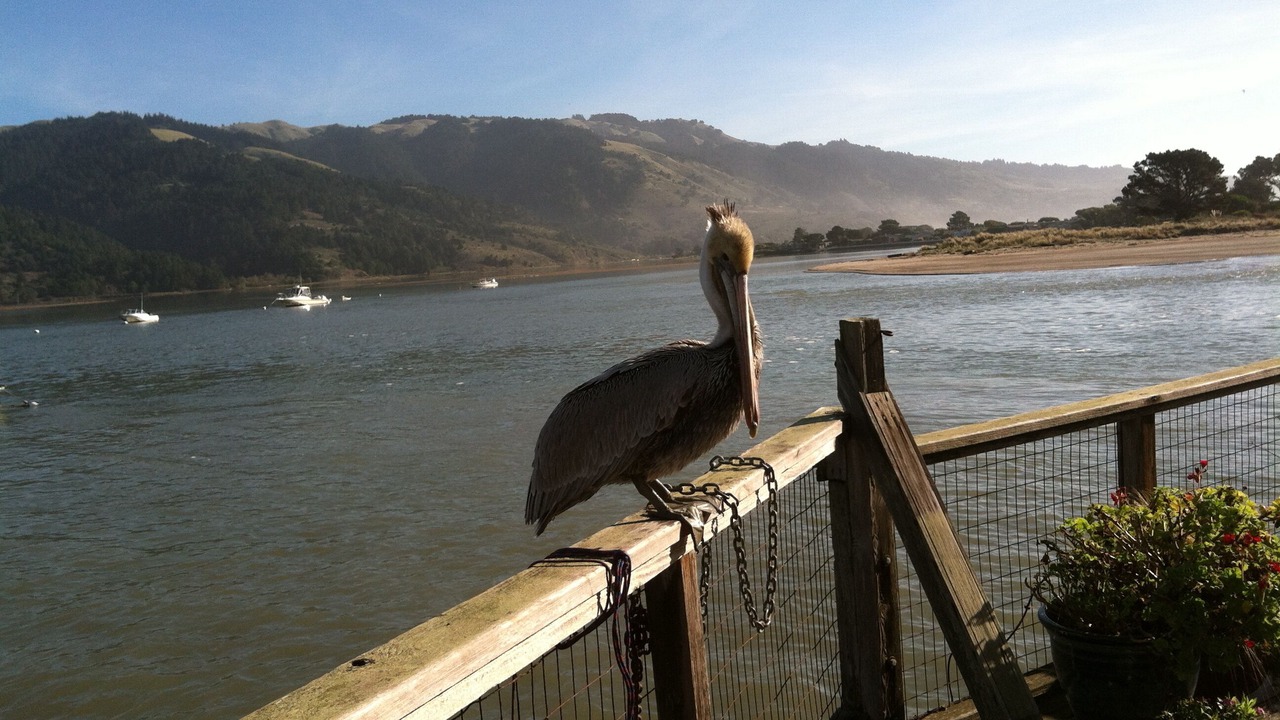 Photo of Others in Bolinas