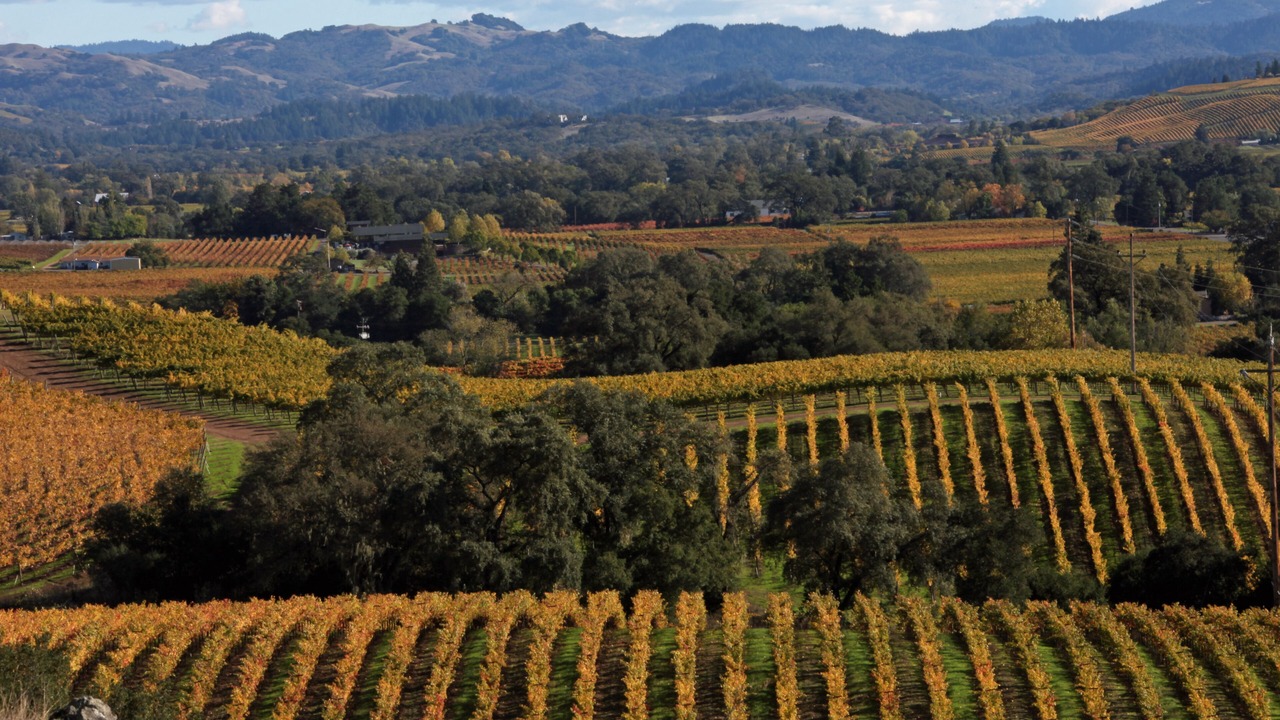 Photo of Others in Sonoma