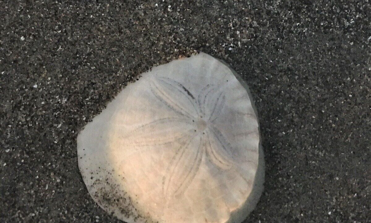Photo of Outdoor in Watsonville