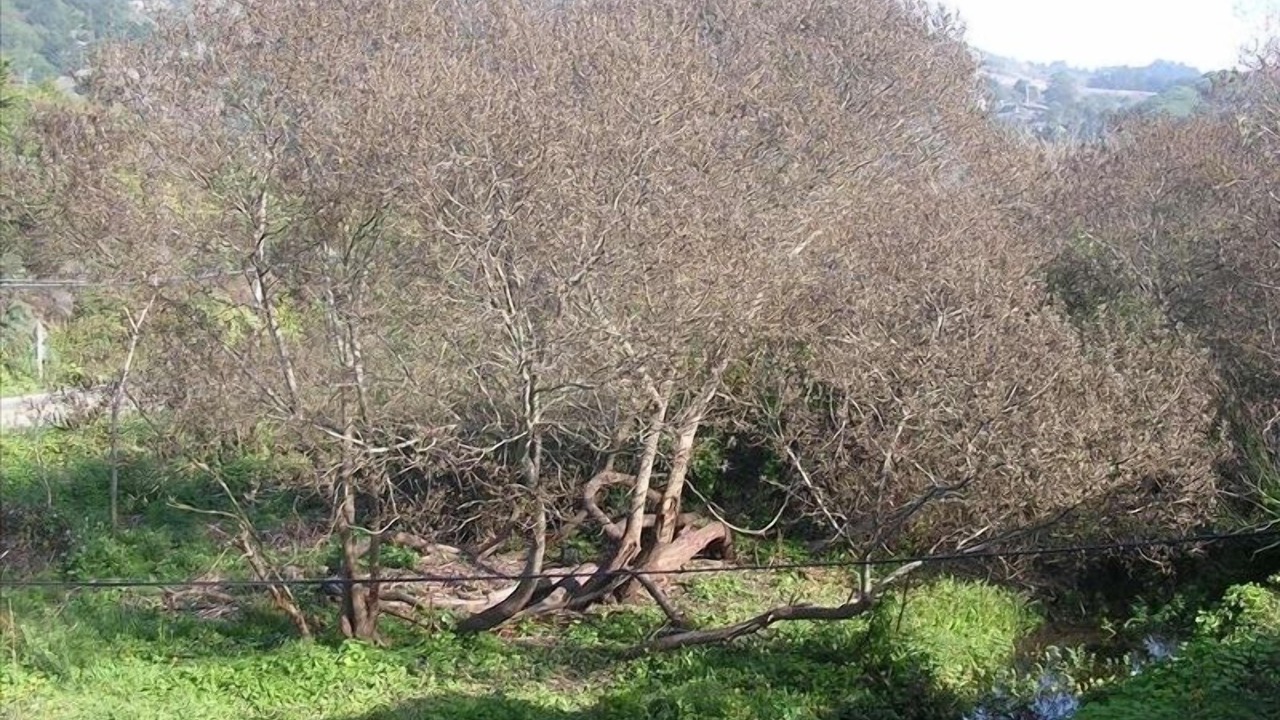 Photo of Others in Stinson Beach