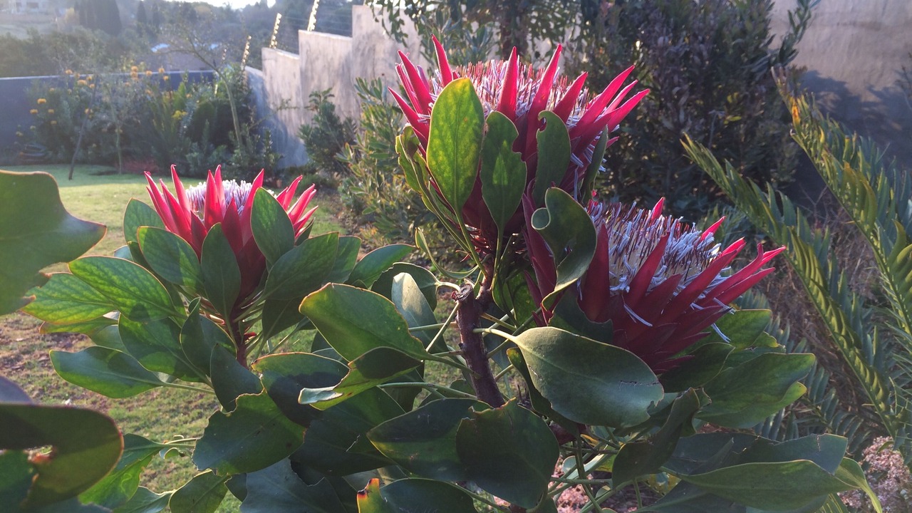 Photo of Outdoor in Krugersdorp