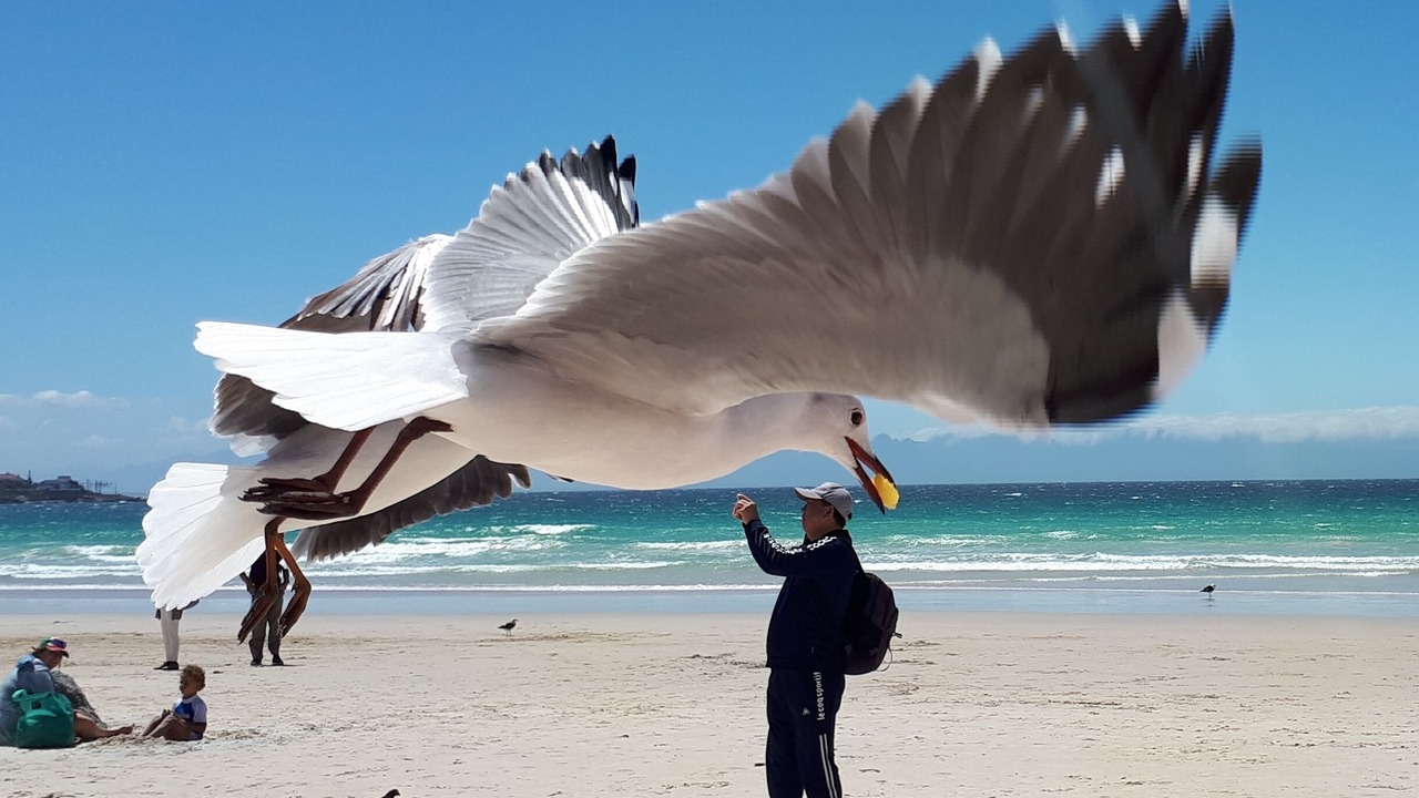 Photo of Others in Fish Hoek
