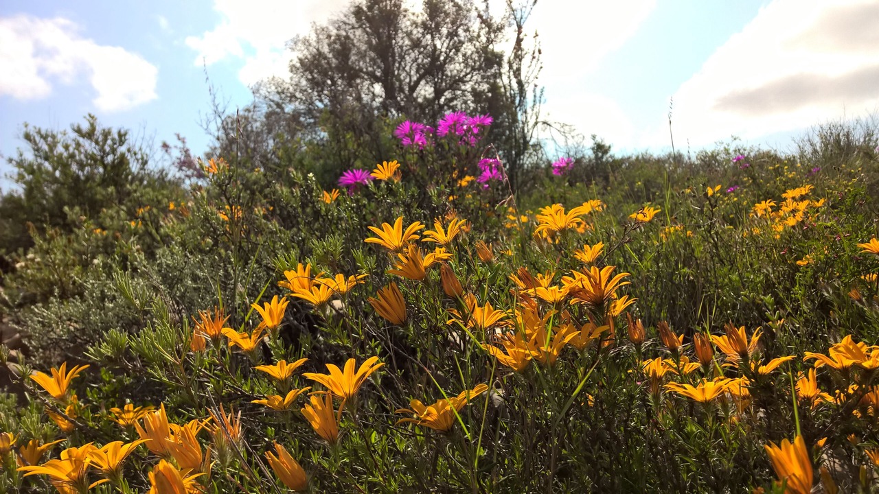 Photo of Outdoor in Kannaland