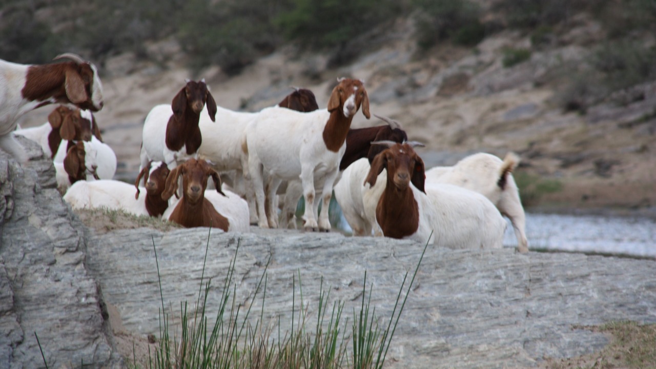 Photo of Others in Albertinia