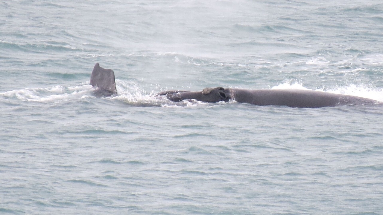 Photo of Others in Dana Bay
