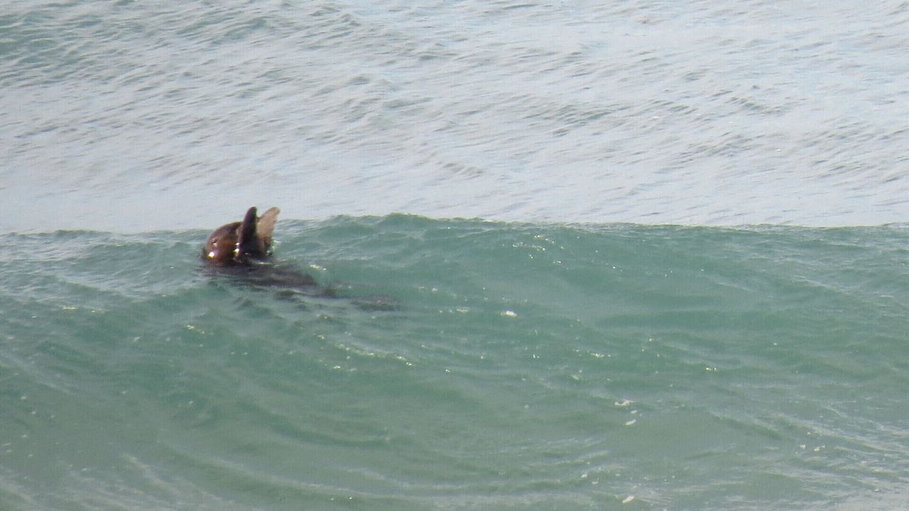 Photo of Others in Dana Bay
