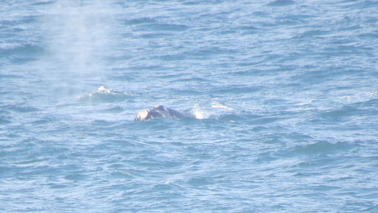 Photo of Others in Dana Bay