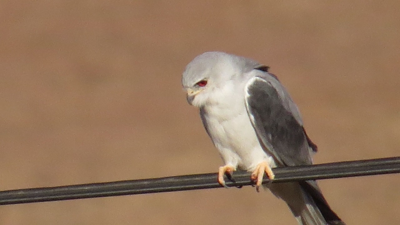 Photo of Others in Wakkerstroom