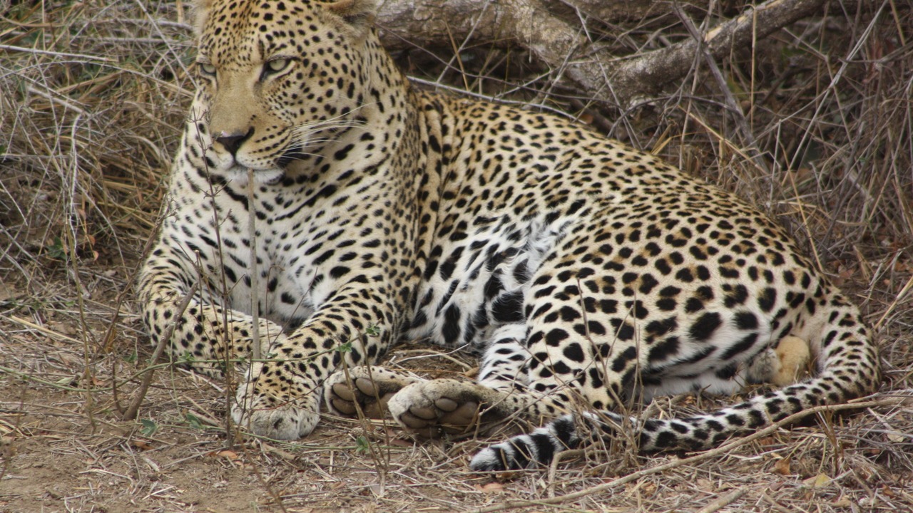 Photo of Others in Marloth Park