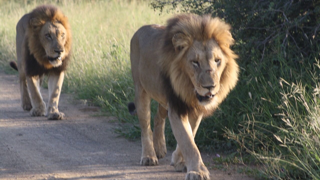 Photo of Outdoor in Marloth Park