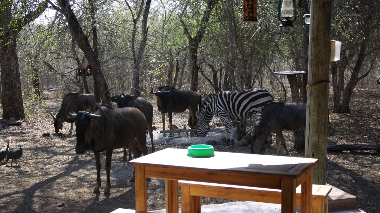 Photo of Outdoor in Marloth Park