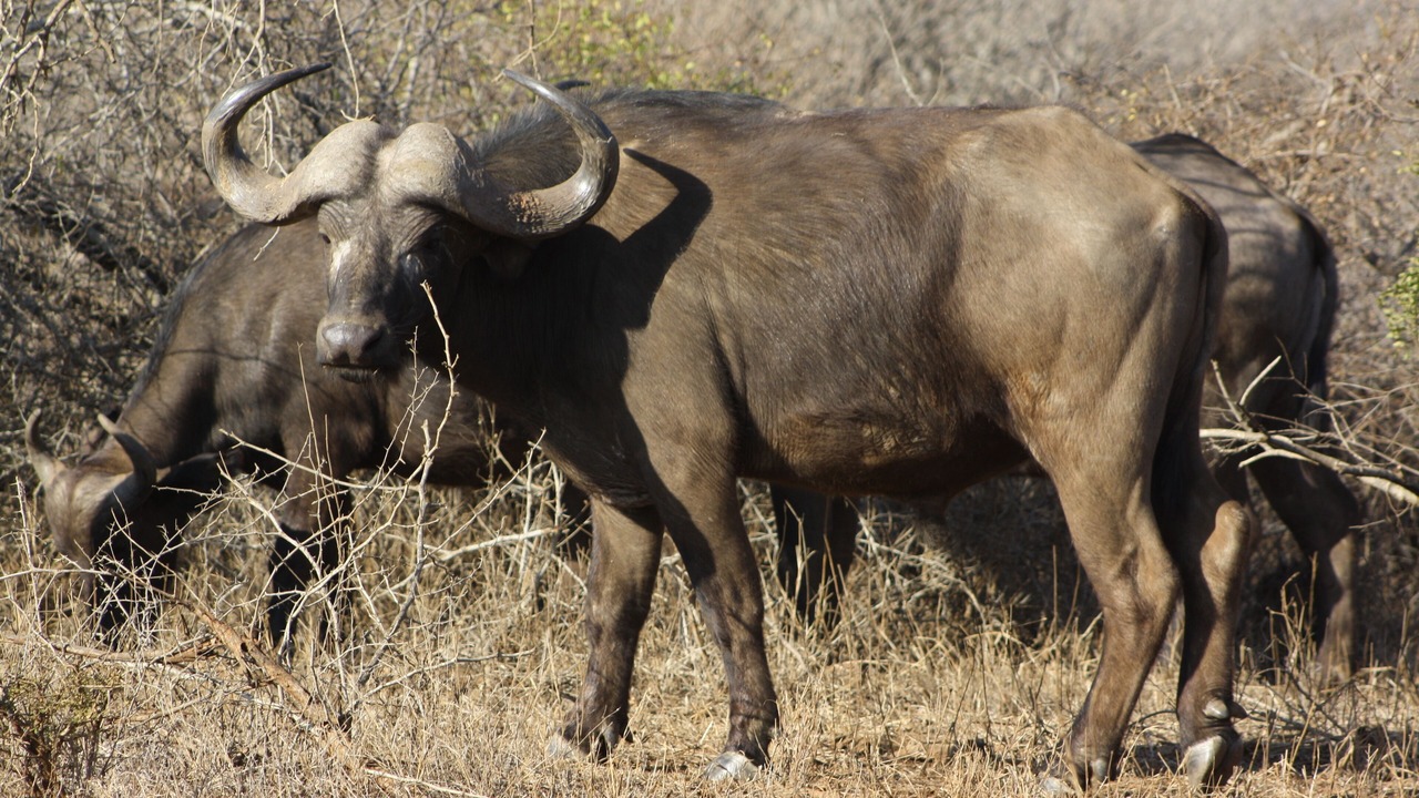 Photo of Others in Marloth Park