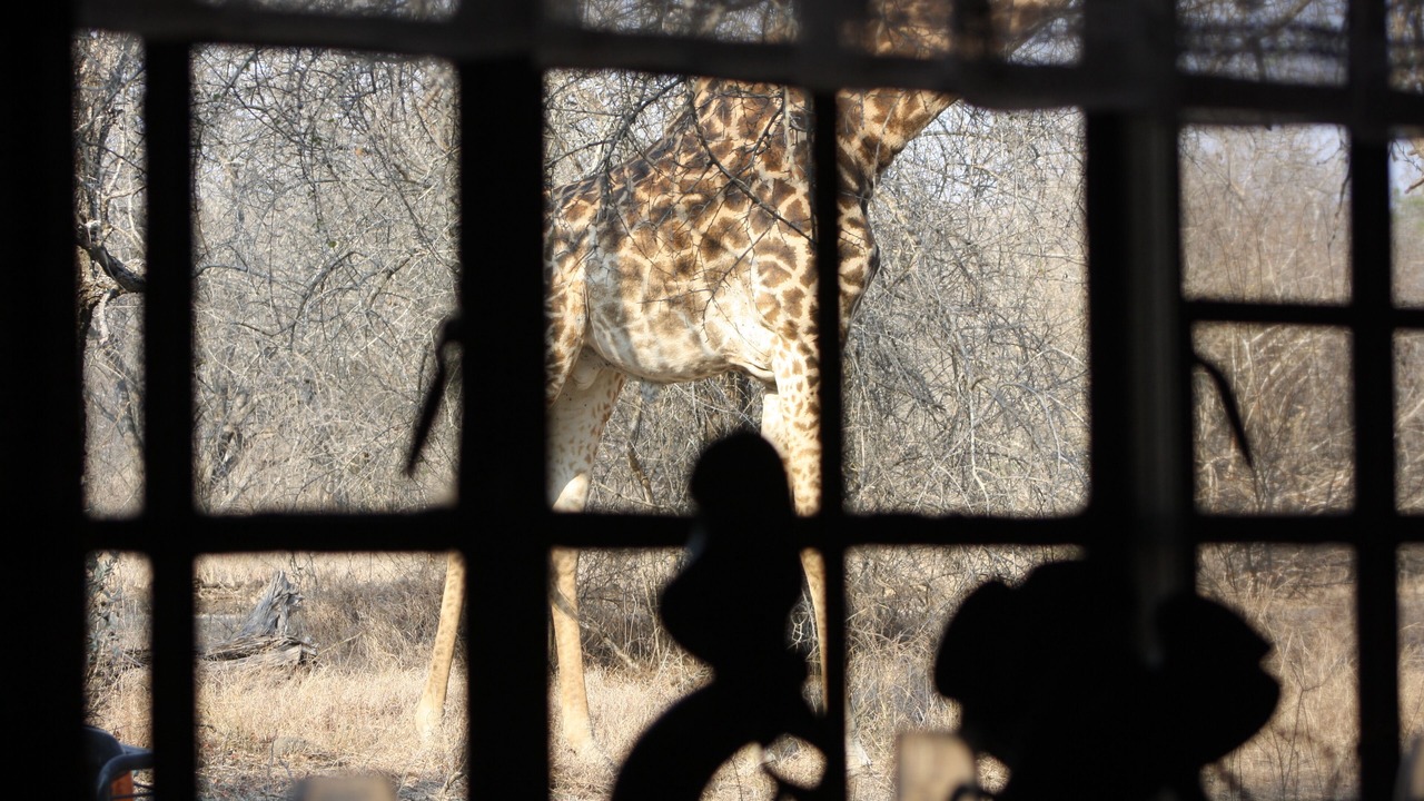 Photo of Others in Marloth Park