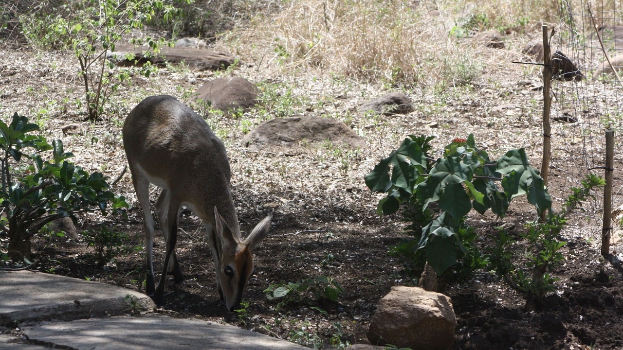 Photo of Outdoor in Marloth Park