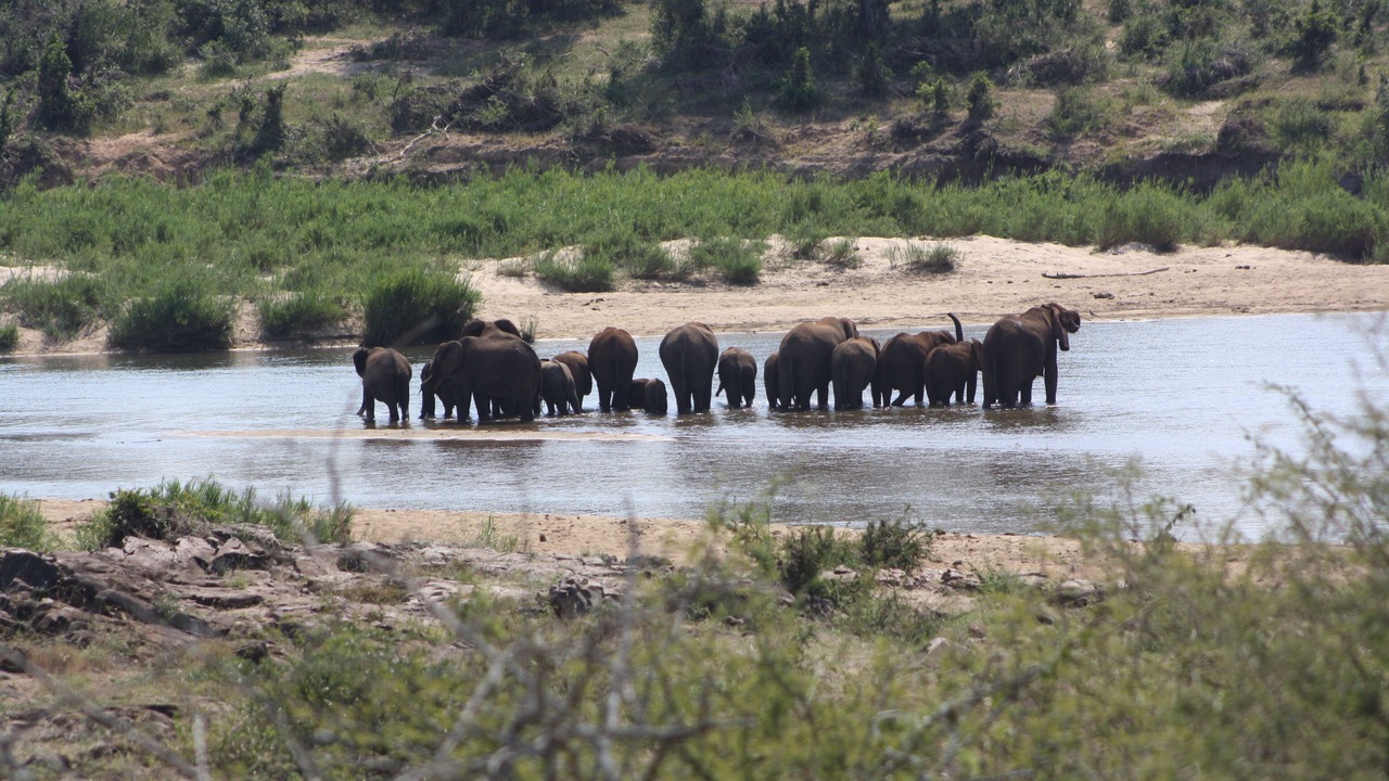 Photo of Others in Marloth Park