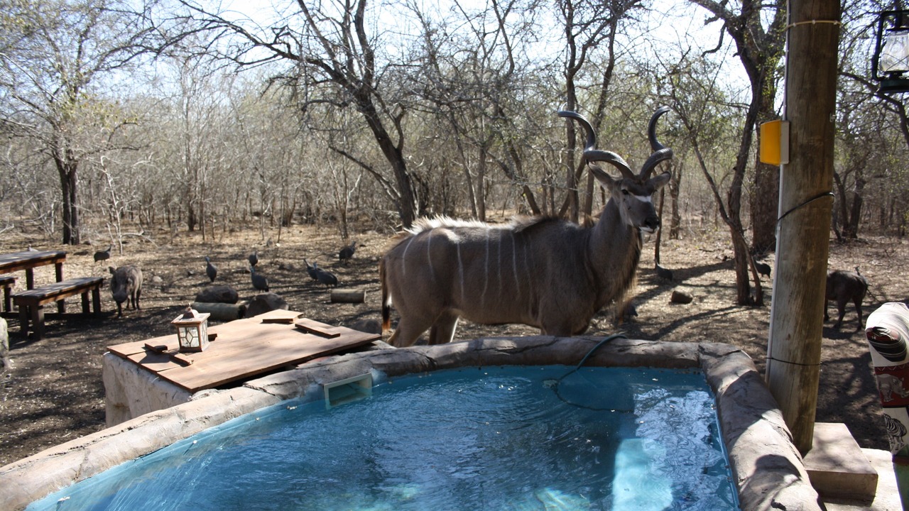 Photo of Outdoor in Marloth Park