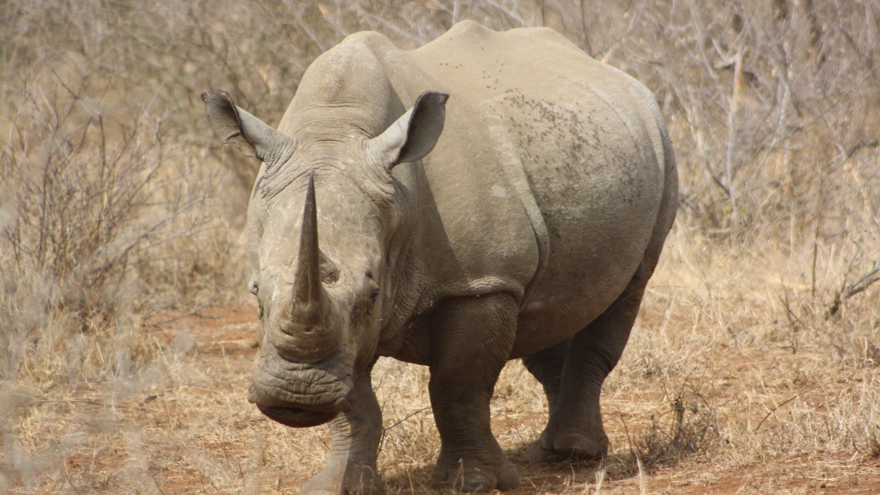 Photo of Others in Marloth Park