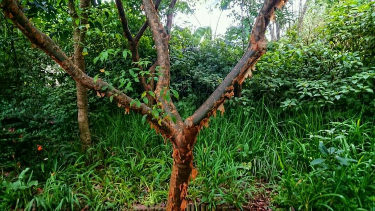 Photo of Outdoor in Kloof