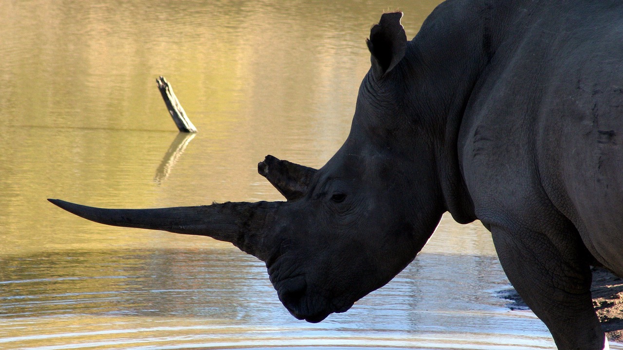 Photo of Others in Rooiberg