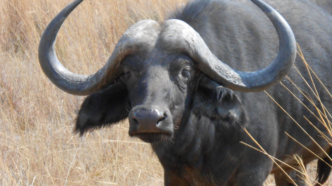 Photo of Others in Rooiberg