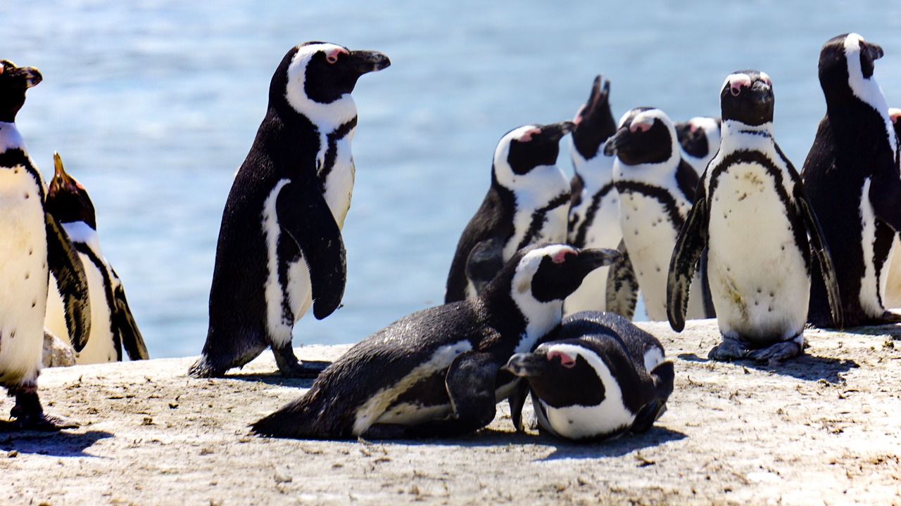 Photo of Others in Pringle Bay