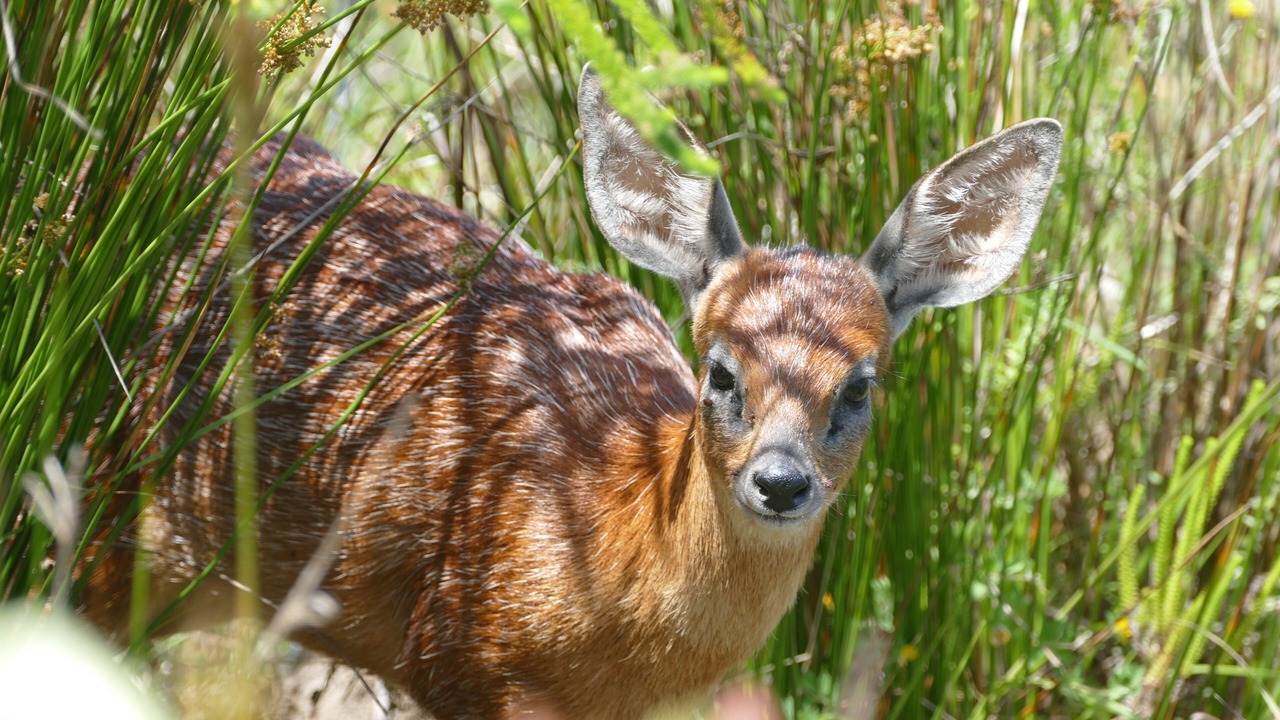 Photo of Outdoor in Knysna